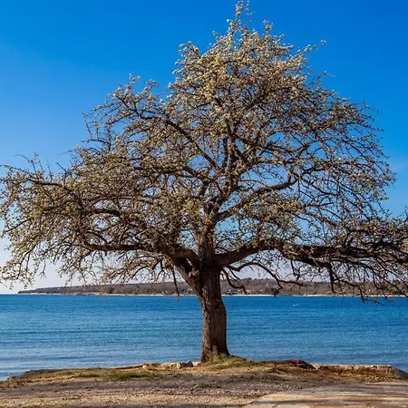 Апартаменты Rona Porat *